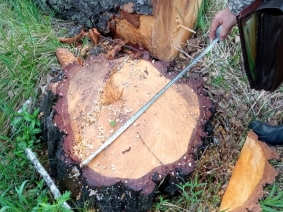 Полиция задержала подозреваемого в незаконной рубке леса под Красноярском