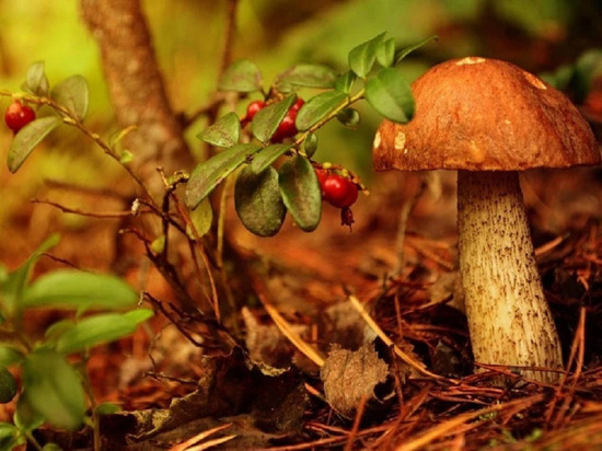 Из-за засухи в лесах Свердловской области пропали грибы