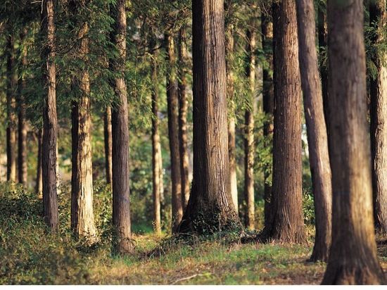 Заблудившуюся в лесах Новгородской области бабушку ищут третьи сутки