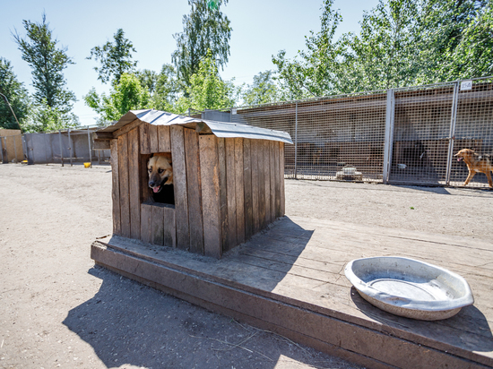 Псковские зоозащитники начинают строить будки и просят помочь с покупкой утеплителя