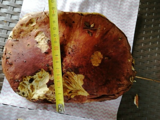 Петербурженка нашла полукилограммовый белый гриб