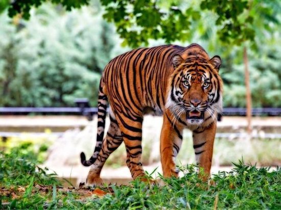 В Приморье сотрудники ФСБ задержали браконьеров, убивавших амурских тигров