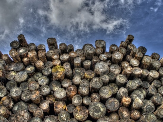 За крупную вырубку леса по поддельным документам житель Томской области заплатит 2 млн