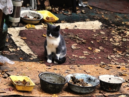 В Богородицке мужчина убил котенка, желая сделать неприятно своей жене