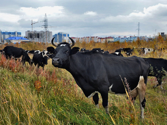 Больше 120 морозостойких коров переехало из регионов России на фермы Ямала
