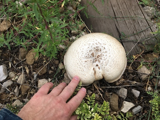 В Саратове заметили гигантские грибы-мутанты