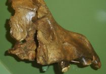 Череп гигантской ископаемой гиены пахикрокуты, по размеру напоминавшей современную львицу, обнаружил в крымской пещере Таврида специалист Палеонтологического института им