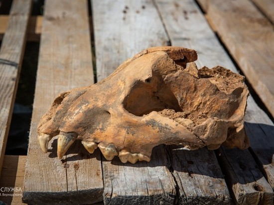 Крымчане первыми в Европе нашли редкий ископаемый череп