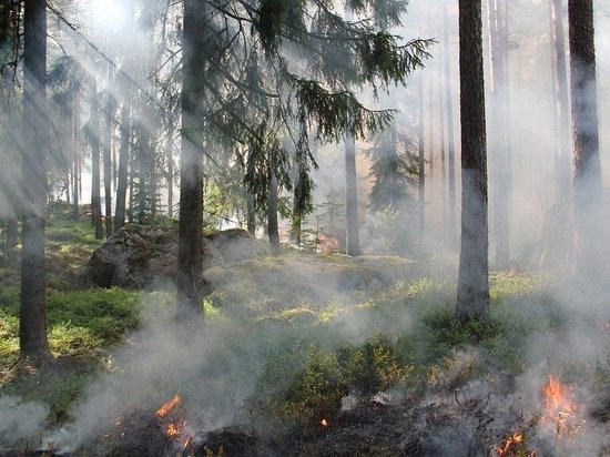 В Новокузнецком районе случился крупный лесной пожар