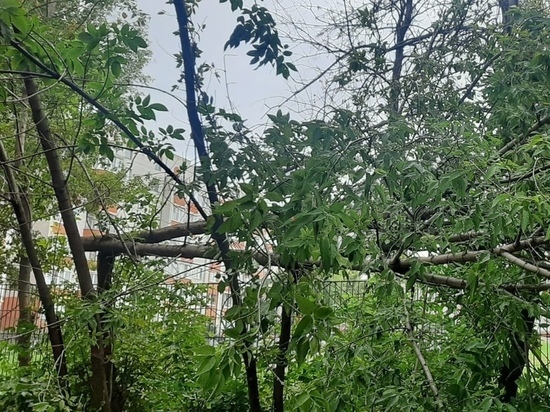Рязанка пожаловалась на упавшее дерево на стадионе школы №36