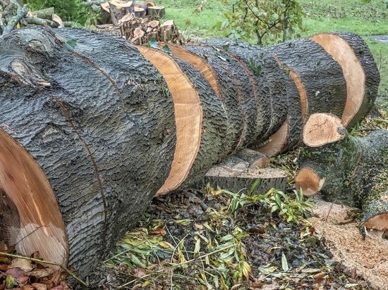Кемеровские власти прокомментировали вырубку деревьев на улице Волгоградская
