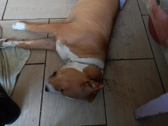 Житель Подмосковья зарубил свою собаку и выкинул ее на помойку