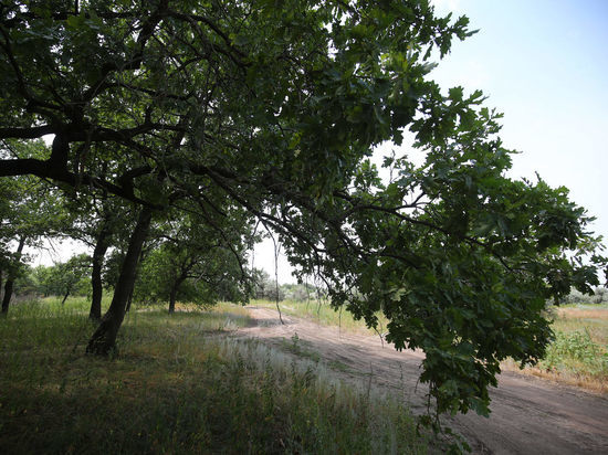 Андрей Бочаров поручил возродить высадку лесополос в Волгоградской области