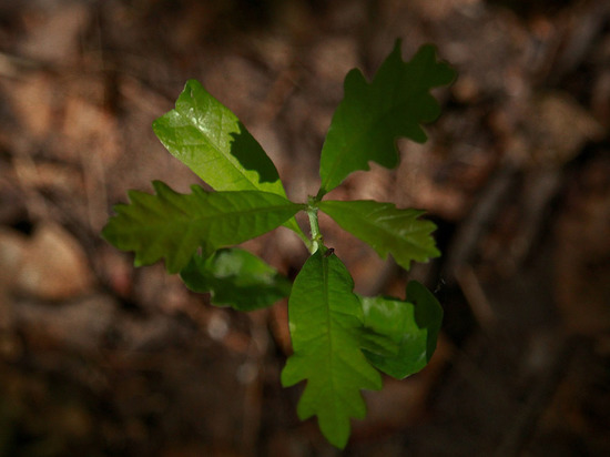 Минприроды ЛНР приглашает желающих помочь воспроизводству лесов