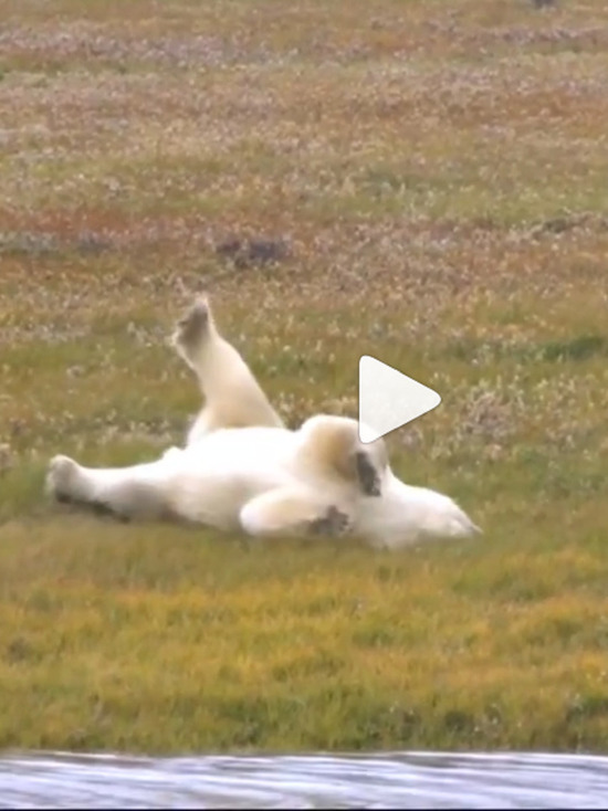 Умка пришел в гости: упитанный белый медведь почесал спину об траву на поляне в ЯНАО