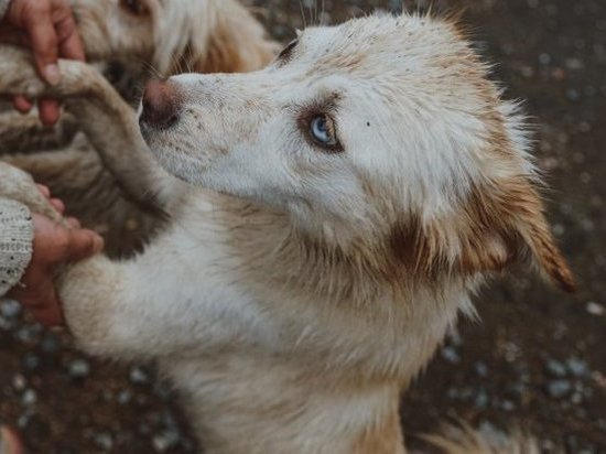 Кировчане собрали более 100 кг корма для бездомных собак