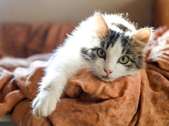 Ученые назвали самые агрессивные и дружелюбные породы кошек - МК Волгоград