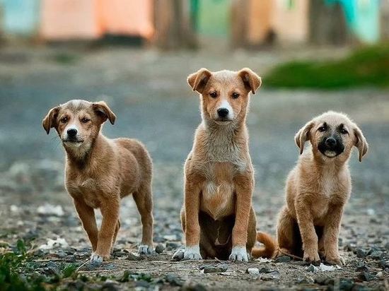В Госдуме пообещали сажать чиновников за нападения бездомных собак
