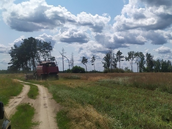 В Климовском районе Брянщины собрали с полей рапс