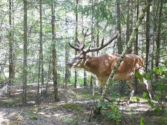 В «Брянском лесу» сфотографировали оленя