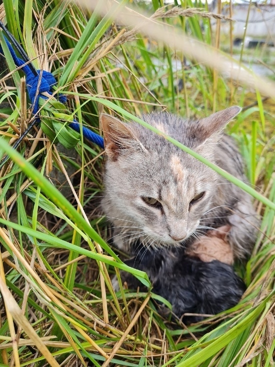 Котят в опарышах нашли под забором псковские зоозащитники