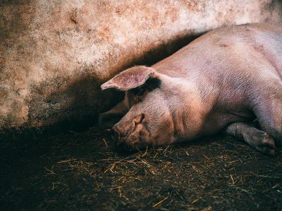 3,5 тысячи проб проанализировала псковская ветлаборатория из-за африканской чумы свиней