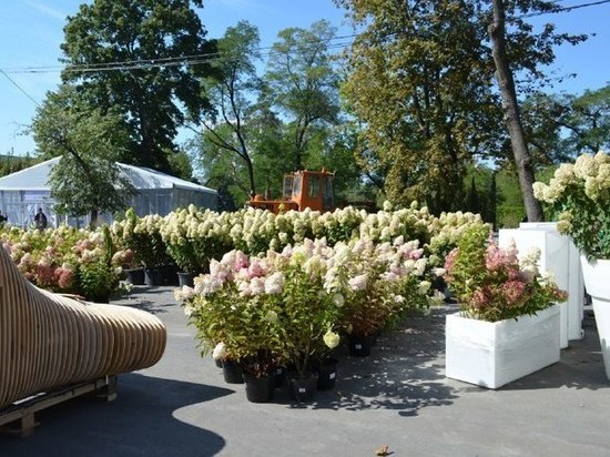 1000 гортензий украсит город к фестивалю «Белгород в цвету»