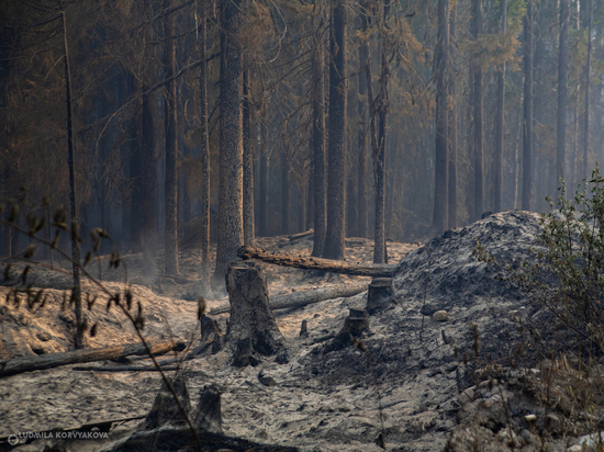 Ущерб от лесных пожаров в Карелии пока нельзя оценить