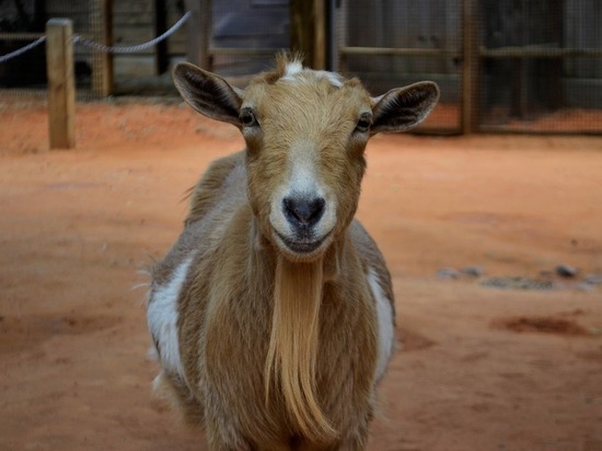В ЛНР стартует плановая вакцинация животных