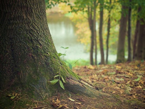 Депутаты ЗСК рассмотрят возможность создания «Лесного кодекса» в Краснодарском крае