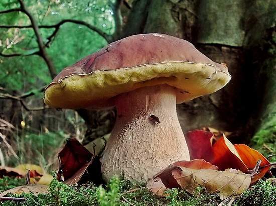 Ивановцы в соцсетях хвастаются гигантскими грибами