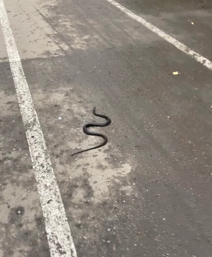 Змеи под ногами. Змея ползает на дороге. Змеи которые ползают. Клубки змей на дороге.
