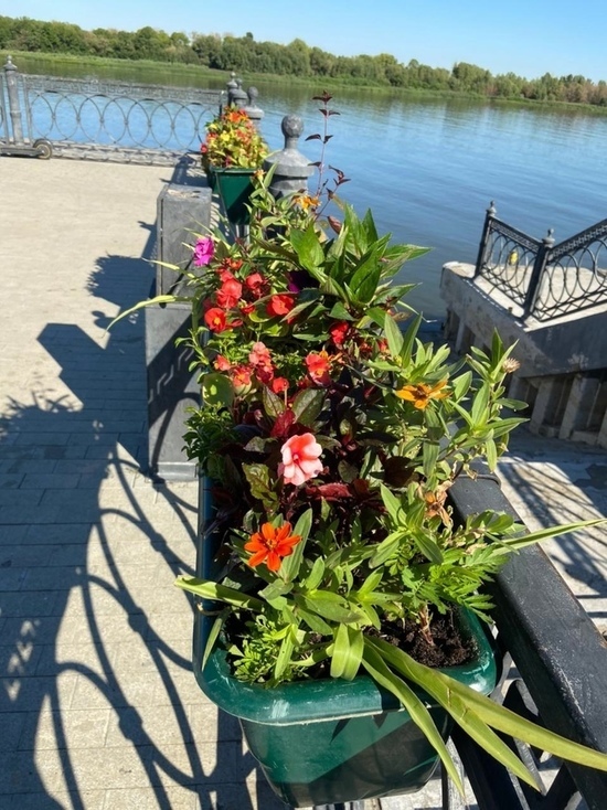 В Астрахани высадили более 50 тысяч цветов