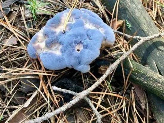 Жительница Новосибирска нашла в лесу краснокнижный голубой бархатный гриб