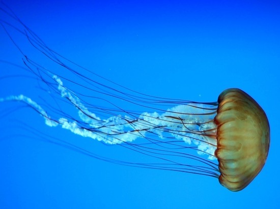 Британцы напуганы медузой, способной ужалить 150 человек одновременно