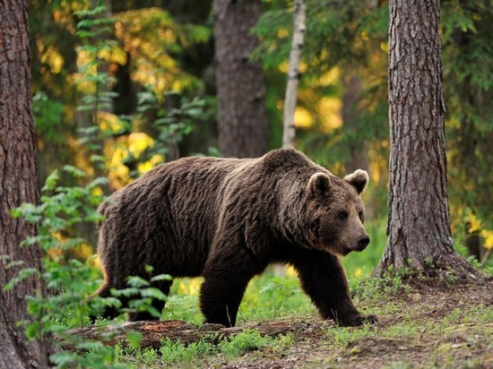 В Ярославской области активизировались медведи