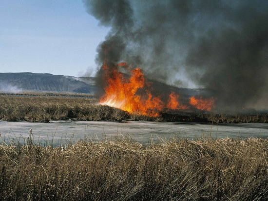 Пожары в ДНР уничтожили более 6 га территории Республики