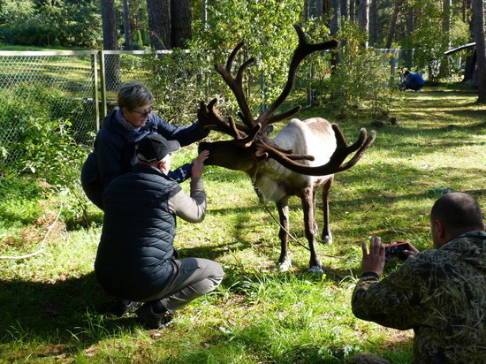 В Ботаническом саду Петрозаводска посетителей радовал северный олень