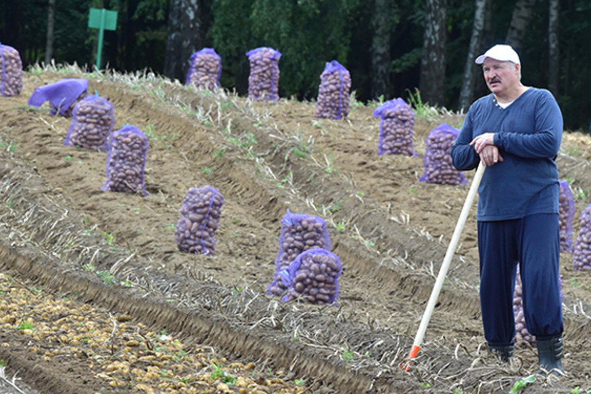 Лукашенко Александр копает картошку