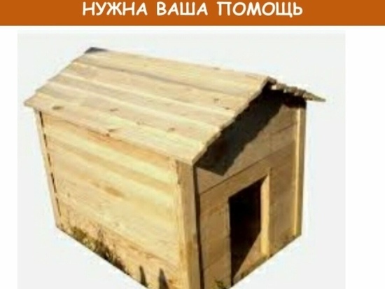 Ямальцев просят помочь со строительством будок для собак из приюта Ноябрьска