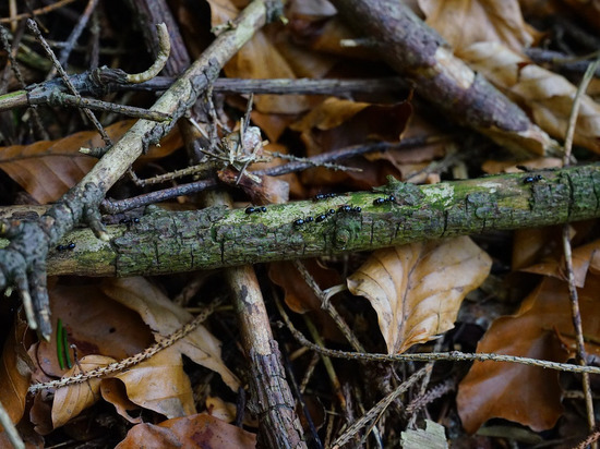 В Донецке вновь приостановлено движение троллейбусов