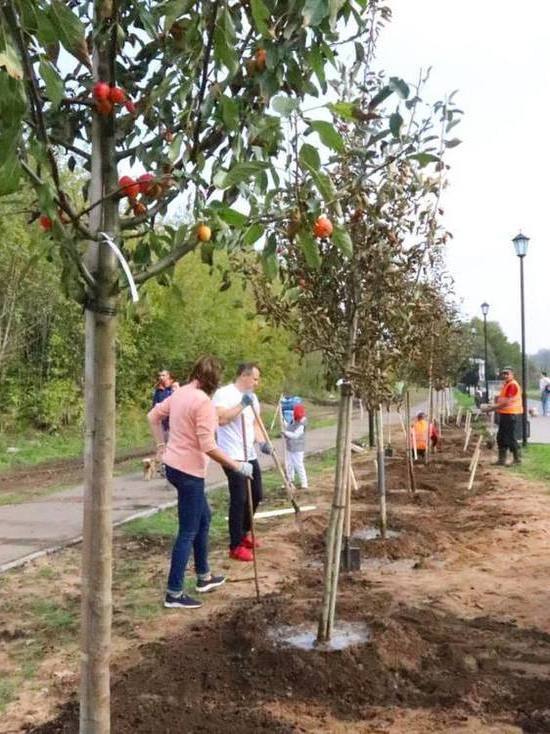 Аллея яблонь в честь врачей высажена в Иванове