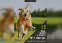 25 сентября в 16:00 «‎МК в Питере» приглашает бегунов и любителей животных на офлайн забег «Лапки в охапке».