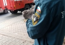 В Губкинском городком округ 13 сентября понадобилась помощь домашней кошке