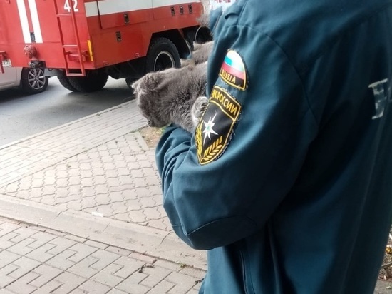 В Белгородской области пожарные сняли с дерева домашнюю кошку