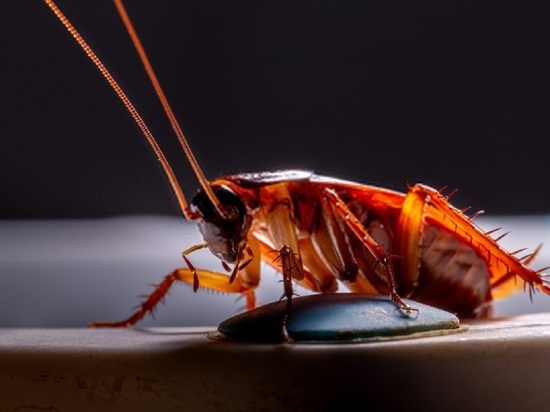 Прокуратура проверит «активно перемещающихся тараканов» в свердловском садике