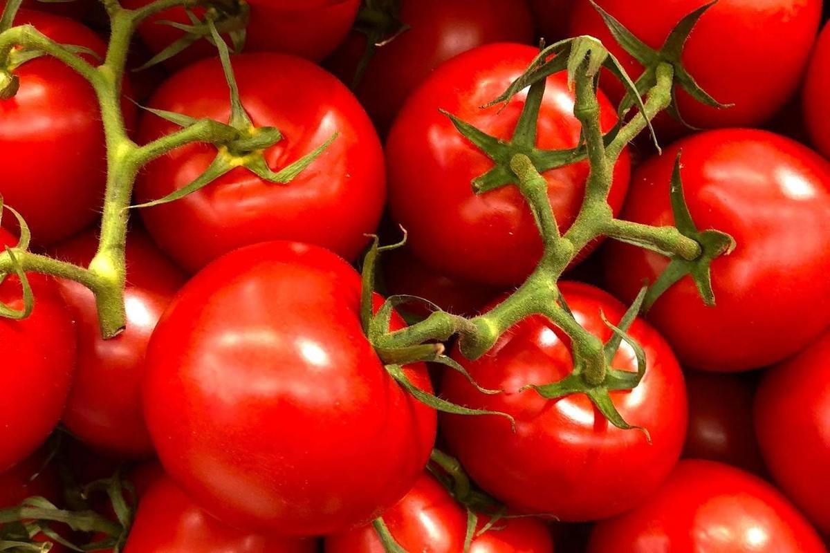 Почему помидоры красные. Томаты ядовитость. ГМО помидоры. Фиолетовые ГМО помидоры. Помидоры ретро.