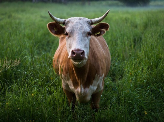 Новозеландских коров приучили к туалету во имя экологии