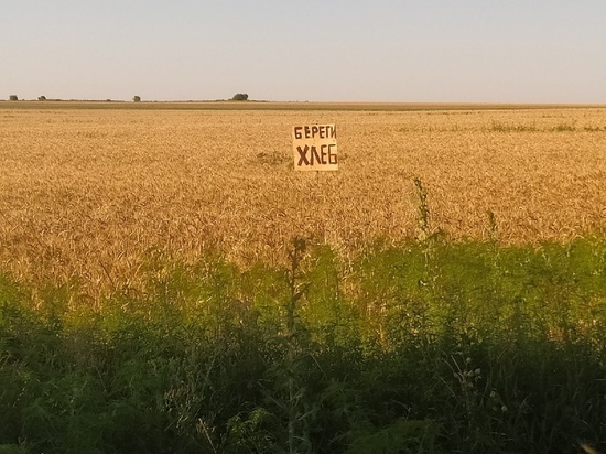 Аграрии ДНР засеяли почти полтысячи гектаров озимой пшеницей