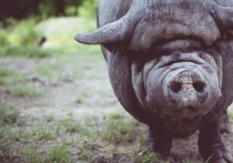 Территориальный Россельхознадзор информирует жителей Республики Бурятия о необходимости принятия мер по профилактике африканской чумы свиней на территории региона